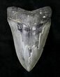 Razor Sharp Megalodon Tooth - Georgia #19065-1